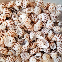 Babylonia Areolata Kiloluk Deniz Kabuğu 1 Kg