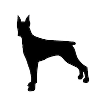 Dikkatli Doberman Köpeği Sticker 17Cm