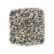 Nassa Shell Kiloluk Deniz Kabuğu (1 KG) Yerli