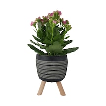 Pembe Kalanşo Siyah Damla Saksıda  Kalanchoe