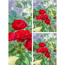 Yediveren Yoğun Kokulu Ateş Kırmızısı 30 60 Cm 3 Adet Aşılı Gül Kırmızı Red Rose