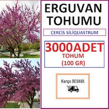 Erguvan Tohumu 3000 Adet 100 GR Erguvan Ağacı Tohumu