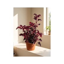 Bordo Oyalı Kolyoz Çiçeği Coleus Scutellarioides
