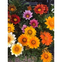 10 Adet Nadir Bulunan Kazanya Çiçeği Tohumu Gazanya Çiçek Tohumu Saksı Toprak Hediyemizdir