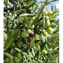 3 Adet Aşılı Gemlik Trilye Zeytin Fidanı 2 Yaş