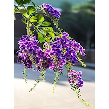 Videolu Duranta Çalısı Ağaç Menekşesi Fidanı 35 40 Cm 1 Adet Saksılı/tüplü Duranta Erecta