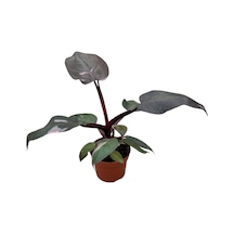 Philodendron 'Pink Princess' Ø14 CM Y25-30 CM