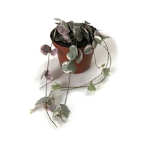 Ceropegia Woodii 'Variegata' (Kalp Kalbe Karşı Çiçeği) Ø8,5 CM Y10-15 CM