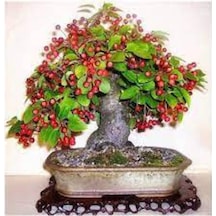 5 Adet Bodur Kiraz Ağacı Bonsai Tohumu