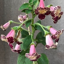 Özel Tür Vanilla Kohleria Japon Küpelisi Çiçeği Fidesi Mini Pot