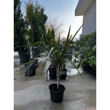 Dragon Ağacı - Dracaena Marginata Dragonağacı