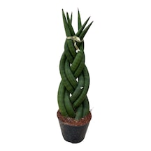 Sansevieria Gevlochten Paşa Kılıcı Ø8,5 Cm Y15-20 Cm