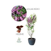 Yoğun Kokulu Leylak Çiçeği Fidanı 1 Adet Saksılı 40-60cm +yaprak Güzeli