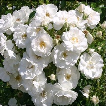 Videolu Beyaz Sarmaşık Gül Fidanı Kokulu 90 140 Cm Saksılı Aşılı Gül White Rose