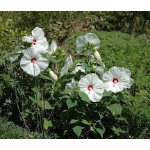 Süt Beyazı Hibiscus Çiçeği Tohumu 20 Adet