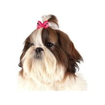 Show Tech Argyle Ekose Lastikli Kedi Köpek Tokası 50 Adetli Paket