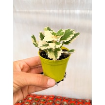 Serada Decor Plant Adaçayı Kokulu Sarkıcı Sukulent Beyaz Alacalı