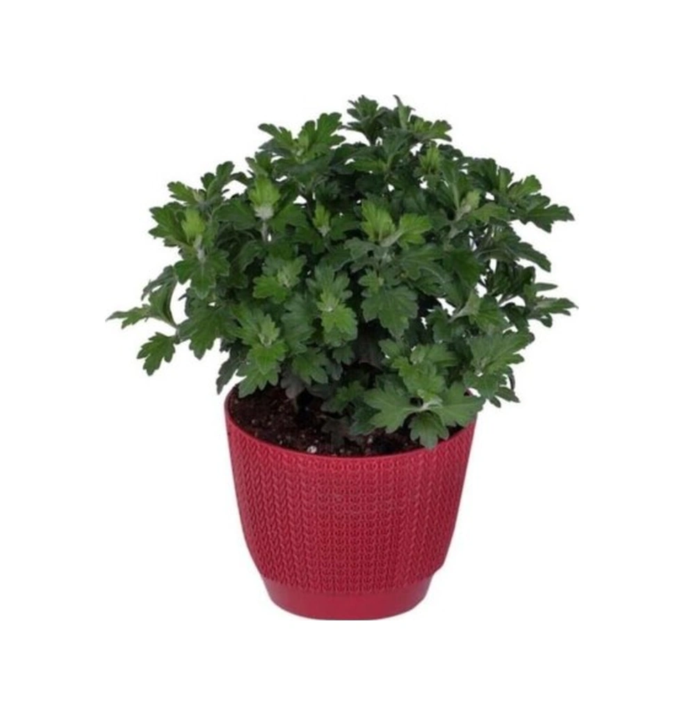 Altuni Sarı Kasımpatı Krizantem Chrysanthemum 10-20 Cm