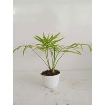 6'lı Bitki Seti Pilea+kurdele+hedera+kırmızı Milli Dikenler Tacı+aşkın Göz Yaşı+melek Kanadı