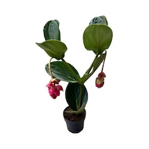 Medinilla Magnifica (Medine Gülü) Ø17 CM Y60-70 CM