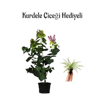 Harika Kokusuyla Mor Leylak Fidanı Sevgililer Gününe Özel Kurdele Çiçeği Hediyeli