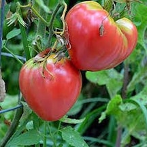 50 Adet Tohum Nadir Dana Yüreği Köy Domatesi Tohumu Yayla Domates