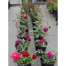 Yediveren Kokulu 25 60 Cm 5 Adet Farklı Çeşit Aşılı Gül Pink Red Orange White Yellow Ros