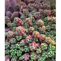 10 Adet Sedum Dasyphyllum Succulent Tohumu