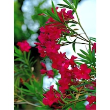 Bodur Kırmızı Zakkum Çiçeği 40-55 Cm Saksılı Çiçekli Bodur Bitkiler Red Oleander