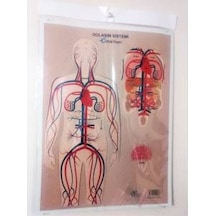 Dolaşım Sistemi Karton Proje Ödev Maketi