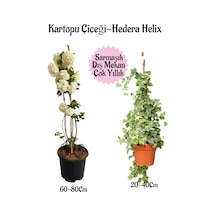 Kartopu Çiçeği 1 Adet +hedera Helix 1 Adet Saksılı Bahçe Peyzaj Seti