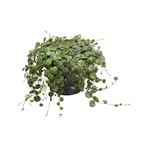 Peperomia Prostrata Kaplumbağa Kabuğu Çiçeği Ø12 Cm Y15-20 Cm