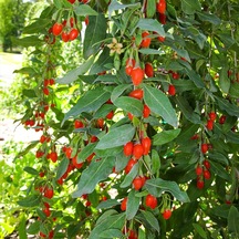 Tüplü Goji Berry Kurt Üzümü  Fidanı
