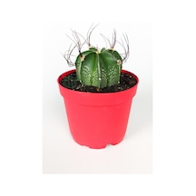 Astrophytum Capricorne Beyaz Benekli Özel Tür Kaktüs Keçi Boynuzukaktüsü 8.5 CM Kırmızı Saksıda 
