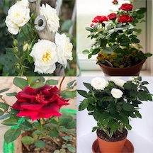Videolu Beyaz Ve Kırmızı Yediveren 2 Adet Gül Fidanı Saksılı 50-90 Cm Red White Roses Sapling