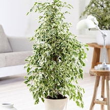 Benjamin Starlight Bitkisi Alaca Yapraklı 70-80cm