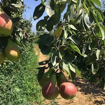 Tüplü Aşılı Tam Bodur Erkenci Etruşka Etrusca Armut Fidanı
