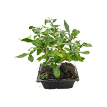 Bonsai - Carmona Ø12 Cm Y25-30 Cm