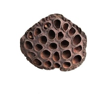 Rüzgar Çiçekçilik Succulent Gerçek Lotus Çiçeği Kahverengi