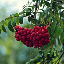 Tüplü Kuş Üvezi sorbus Aucuparia L. Fidanı