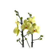 Phalaenopsis 'Alassio' (Sarı Orkide) Ø12 cm 70-80 CM