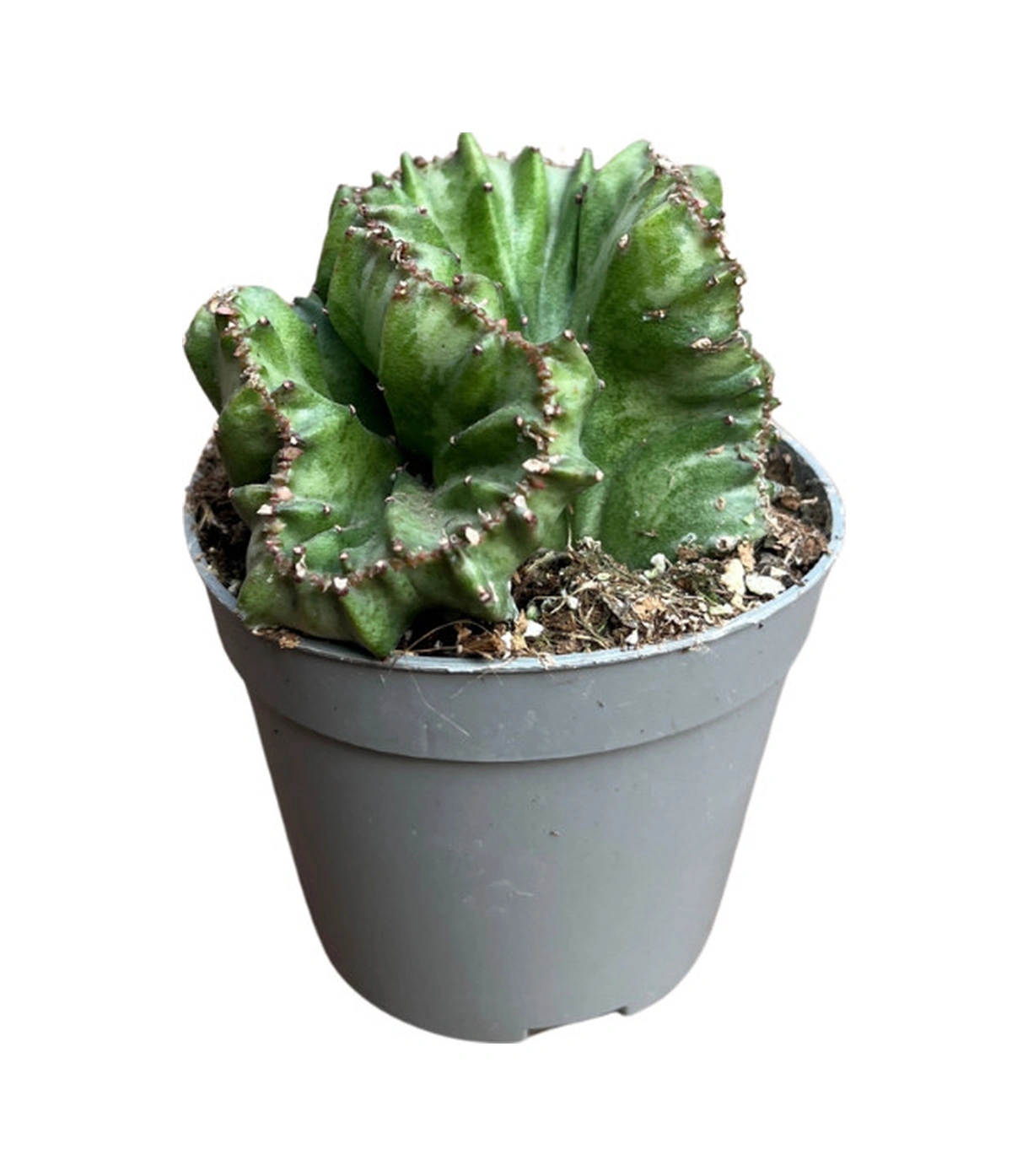 Euphorbia Lactea 'Cristata Green' (Kaktüs) Ø5,5 CM Y0-10 CM