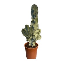Euphorbia Ingens Variegata Marmorata Kaktüsü
