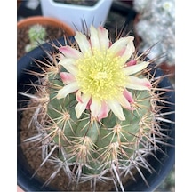 10 Adet Copiapoa Grandiflora Kaktüs Tohumu