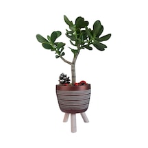 Sukulent Crassula Ovata | Ayaklı Bakır Renk Saksıda