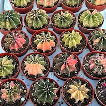 5.5 Lik Saksıda Gymno Gymnocalycium M.variegata Kaktüsü Black Pearl