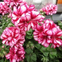 Ender Bitki Katmerli Sarkan Grandeur İvy Arctic Rose Sakız Sardunya Fidesi 1 Fide