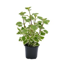 Plectranthus Forsteri Kokulu Uzayan Tür Benjamin Çiçeği Saksılı