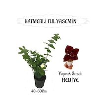 Mis Kokulu Katmerli Ful Yasemin 1 Adet+bordo Yaprak Güzeli Hediyeli