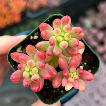 Sedum Rubrotınctum 20 Adet - Jelly Bean Sukulent